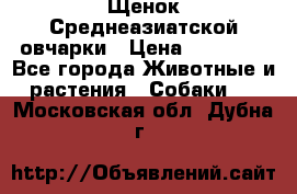 Щенок Среднеазиатской овчарки › Цена ­ 35 000 - Все города Животные и растения » Собаки   . Московская обл.,Дубна г.